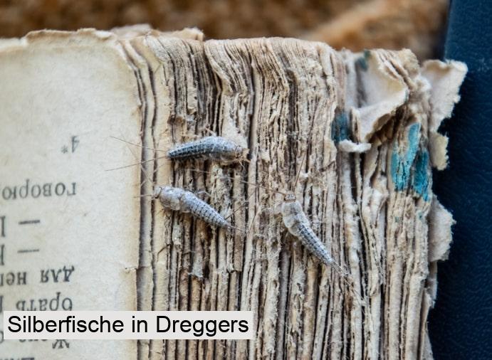 Silberfische in Dreggers